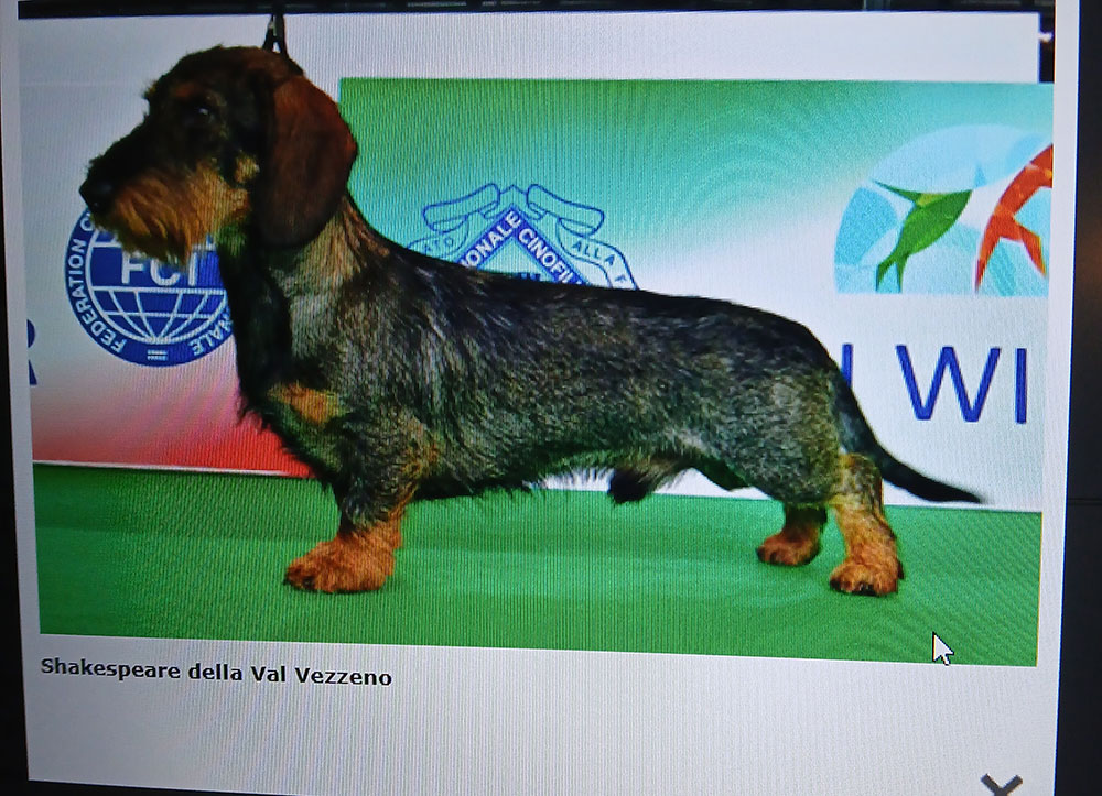 Shakespeare Della Val Vezzeno Champion